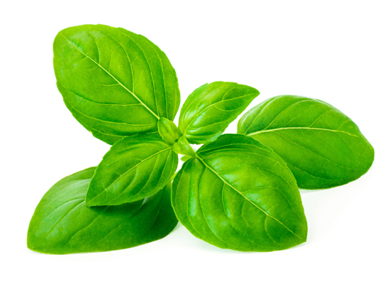 Basil