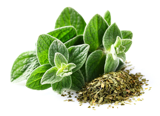 Oregano