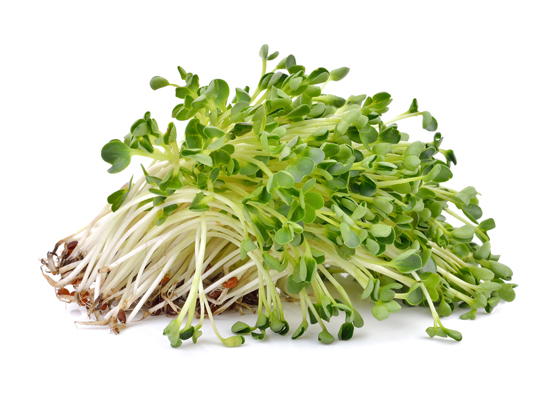 Alfalfa Sprouts