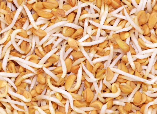 Fenugreek Sprouts