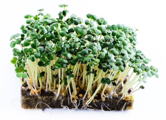 Mustard Sprouts