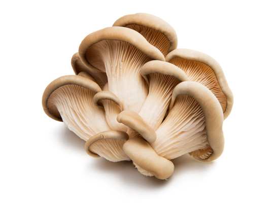 Oyster Mushroom